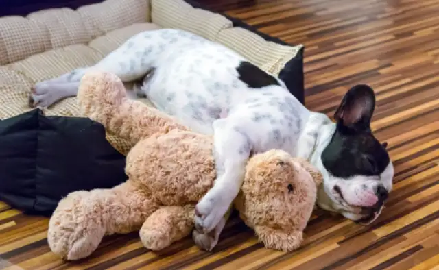 What does the owner do without his pet dog? That's five things, Squawk. Last one's good. Heart