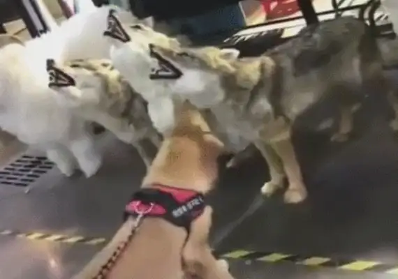 Dogs are so easy to adapt to fake wolves, they're scared by fake tiger lions, they're all humiliated