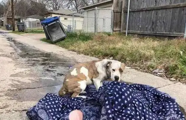 The owner abandoned the dog just because he moved, left him a blanket, and since then..
