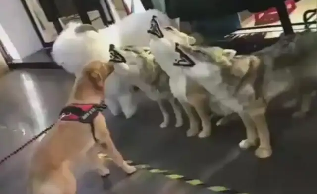 Dogs are so easy to adapt to fake wolves, they're scared by fake tiger lions, they're all humiliated