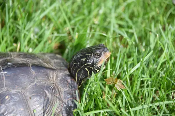 Turtle molluscs: causes, treatment and prevention