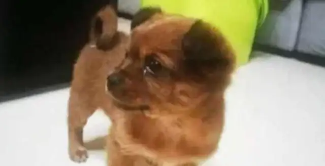 When a neighbor buys a golden hair, he abandons the two-year-old field dog