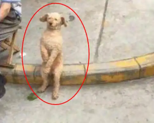 I sent Teddy to Grandpa's foster pet for a week and then I saw him laugh