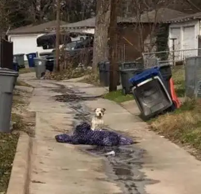 The owner abandoned the dog just because he moved, left him a blanket, and since then..