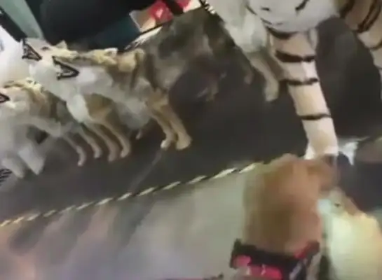 Dogs are so easy to adapt to fake wolves, they're scared by fake tiger lions, they're all humiliated