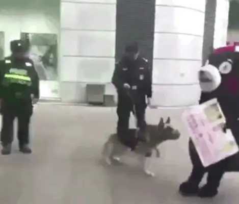 The Red Bear was chased by a dog in the square. Women