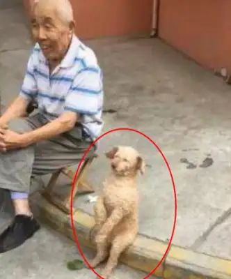 I sent Teddy to Grandpa's foster pet for a week and then I saw him laugh
