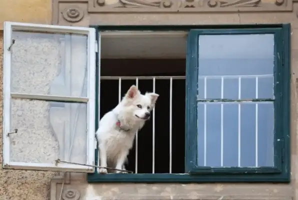 What does the owner do without his pet dog? That's five things, Squawk. Last one's good. Heart