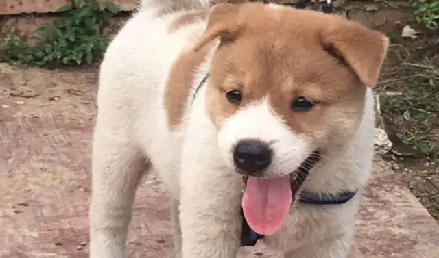 Netizens come home with a dog, and it's weird looking. Dog: I want to keep it