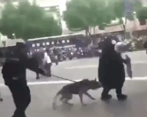 The Red Bear was chased by a dog in the square. Women