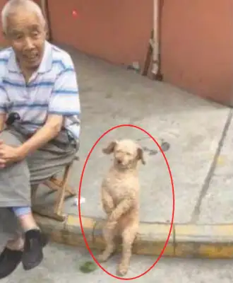 I sent Teddy to Grandpa's foster pet for a week and then I saw him laugh