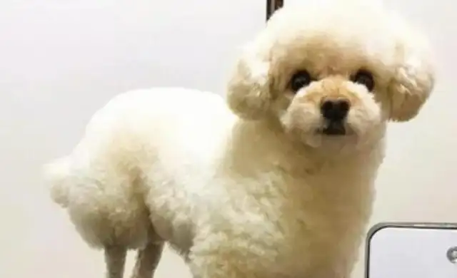 The master cut the dog's new look. It's lovely