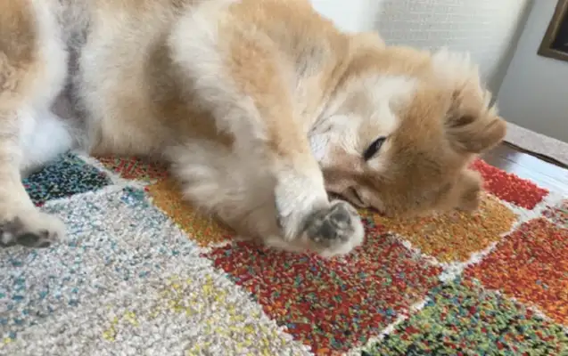 The netizens wanted to take pictures of the dog, but he covered his face with his claws as if she were a shy girl