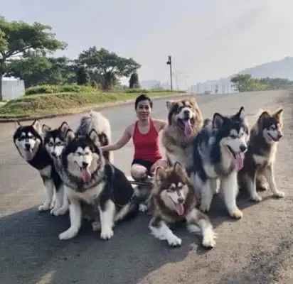 The girls had seven Alaskas each, and it was amazing to walk the dog