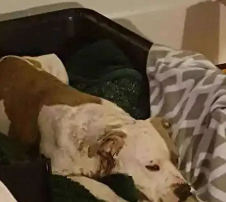 The owner abandoned the dog just because he moved, left him a blanket, and since then..