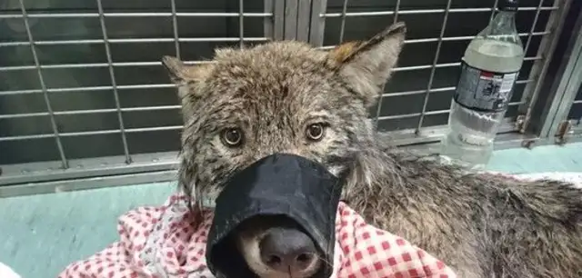 The construction workers found the dog trapped in the dam