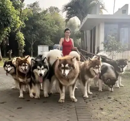 The girls had seven Alaskas each, and it was amazing to walk the dog