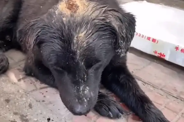 The dog who's broken his head and dumped it in the trash can, it's out of trust