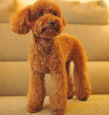 I sent Teddy to Grandpa's foster pet for a week and then I saw him laugh