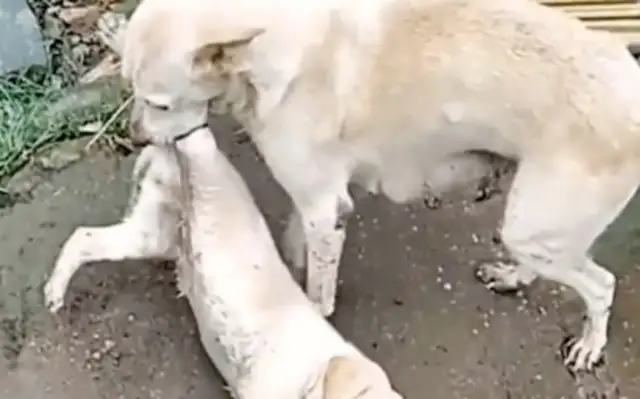 The dog was hit in a car accident and the stray mother took it away, but there's no home