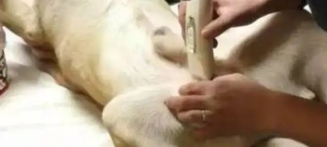 The master forced the dog to undergo sterilization, and it went down