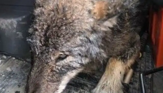 The construction workers found the dog trapped in the dam