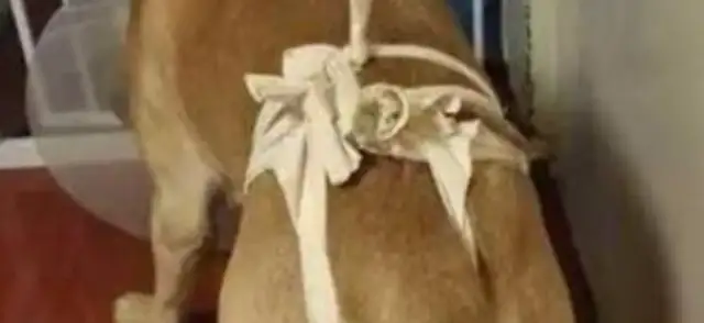 The master forced the dog to undergo sterilization, and it went down