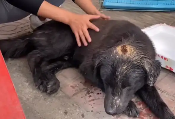 The dog who's broken his head and dumped it in the trash can, it's out of trust