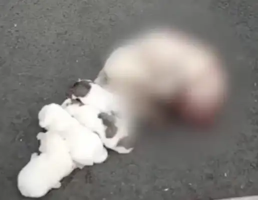 The security guard killed the nursed mother
