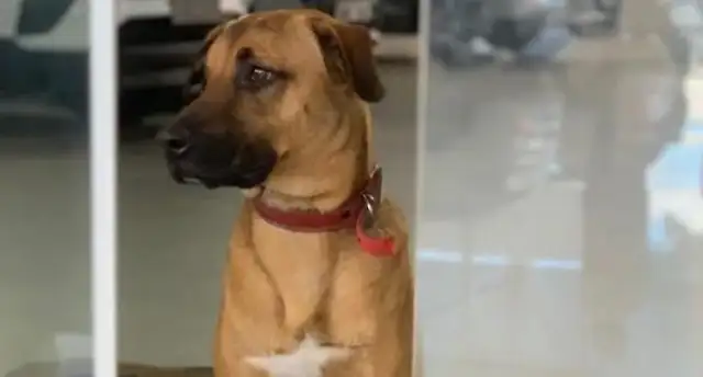 A STRAY DOG RAN INTO THE 4S, LEFT BEHIND AS A SECURITY GUARD AND BECAME A GOLD SALESMAN SIX MONTHS LATER