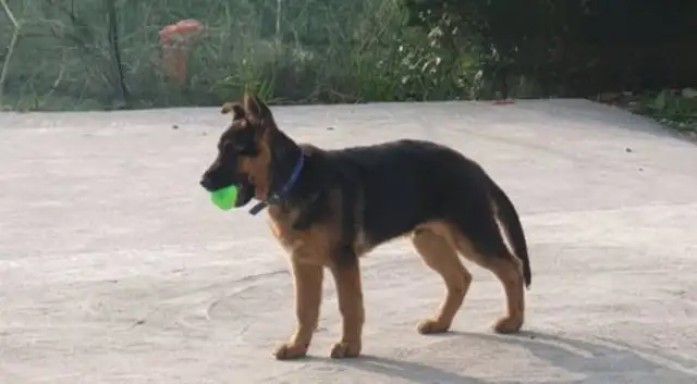 Dejima ran out to play, and suddenly the owner appeared in front of him and couldn't stand it