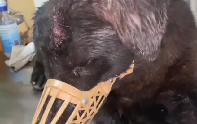 The dog who's broken his head and dumped it in the trash can, it's out of trust
