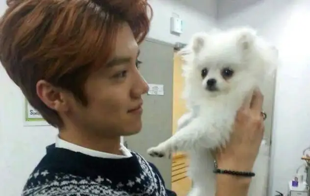 Zhao Liyong adopted a stray dog, Zhou Zhou Zhou Ziu Ziu Ziu Ziu Ziu, Li Bing Bing Zi