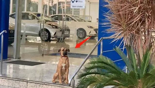 A STRAY DOG RAN INTO THE 4S, LEFT BEHIND AS A SECURITY GUARD AND BECAME A GOLD SALESMAN SIX MONTHS LATER