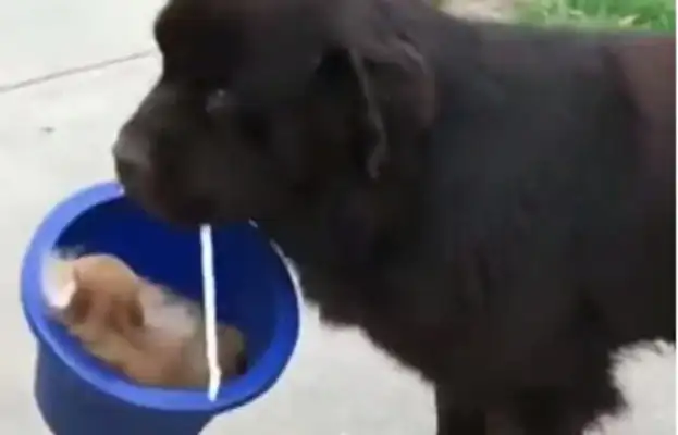 The dog ran away from home with a bucket