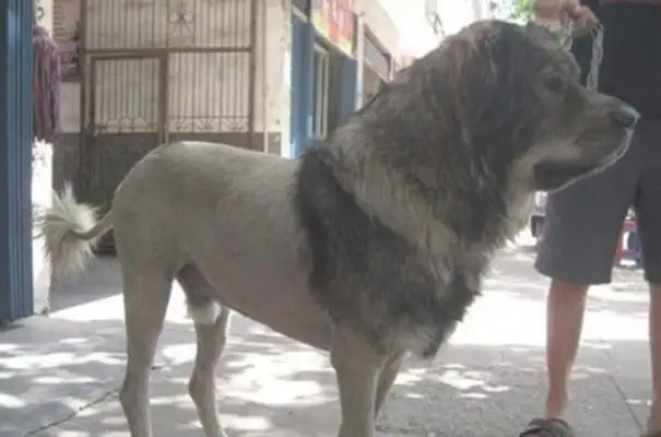 The master did a new look design for the dog. It's got a very high suction rate. High