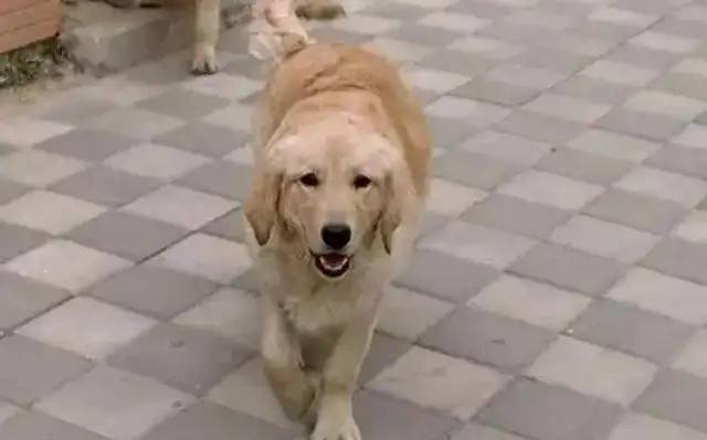 Dog lovers walk without a leash. Dogs run over. Dog owners take revenge on the owner