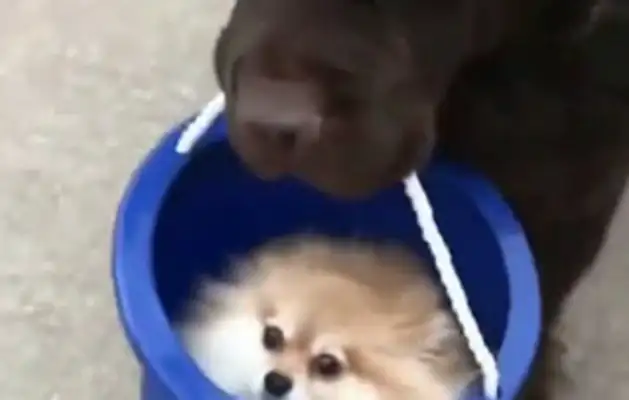 The dog ran away from home with a bucket