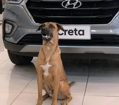 A STRAY DOG RAN INTO THE 4S, LEFT BEHIND AS A SECURITY GUARD AND BECAME A GOLD SALESMAN SIX MONTHS LATER