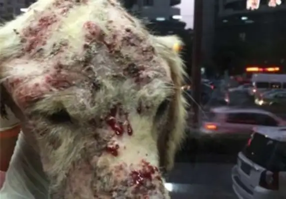 The dog was adopted in the name of love, and the golden hound was abused