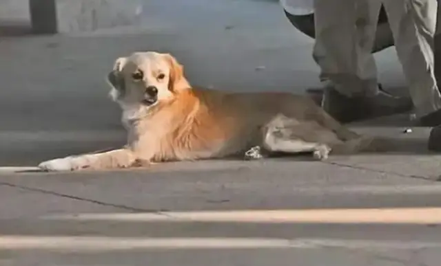 Dog lovers walk without a leash. Dogs run over. Dog owners take revenge on the owner