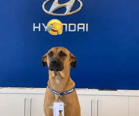 A STRAY DOG RAN INTO THE 4S, LEFT BEHIND AS A SECURITY GUARD AND BECAME A GOLD SALESMAN SIX MONTHS LATER