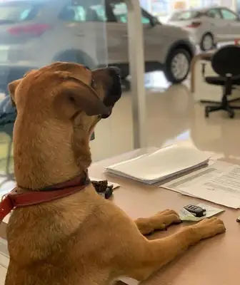 A STRAY DOG RAN INTO THE 4S, LEFT BEHIND AS A SECURITY GUARD AND BECAME A GOLD SALESMAN SIX MONTHS LATER
