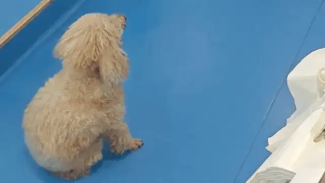 The owner gave his 17-year-old guest dog his life