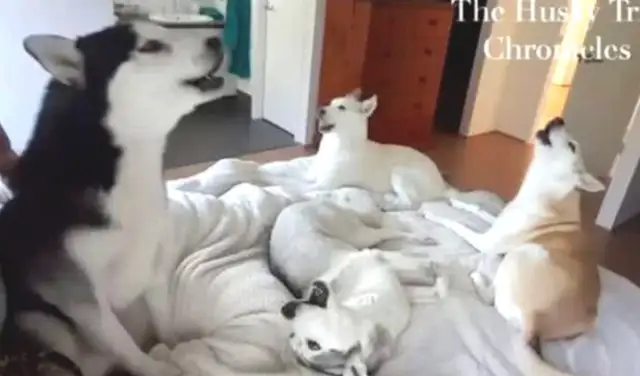 The little master is tired of sleeping, and his family can't help but let the dog scream