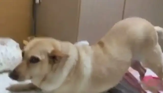 Silly eyes! Dogs wet their beds and they use their ass to destroy evidence