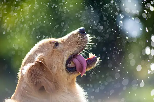 How is it correct to disinfect the dog? Do these four jobs. The dogs are healthier
