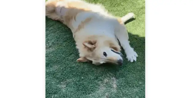 How often do you wash your dog? My dog is driving me crazy;