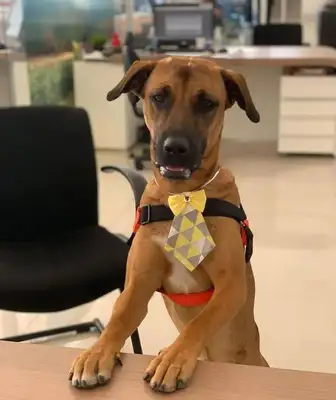A STRAY DOG RAN INTO THE 4S, LEFT BEHIND AS A SECURITY GUARD AND BECAME A GOLD SALESMAN SIX MONTHS LATER