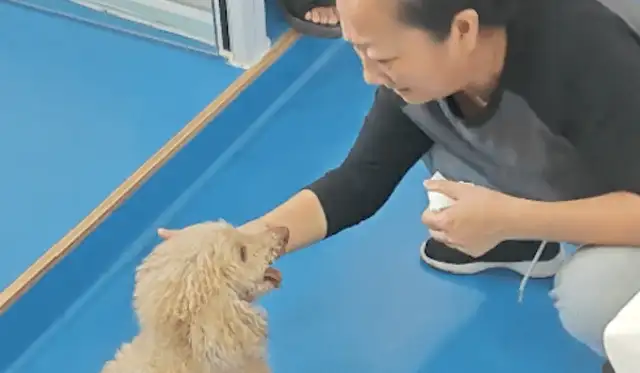 The owner gave his 17-year-old guest dog his life